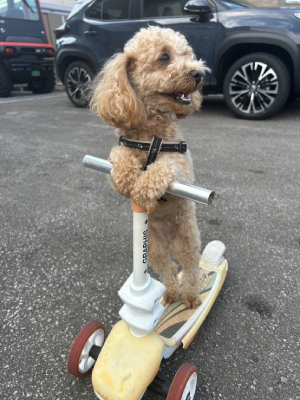 愛犬の趣味