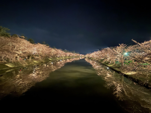 弘前公園の幻想的な夜桜
